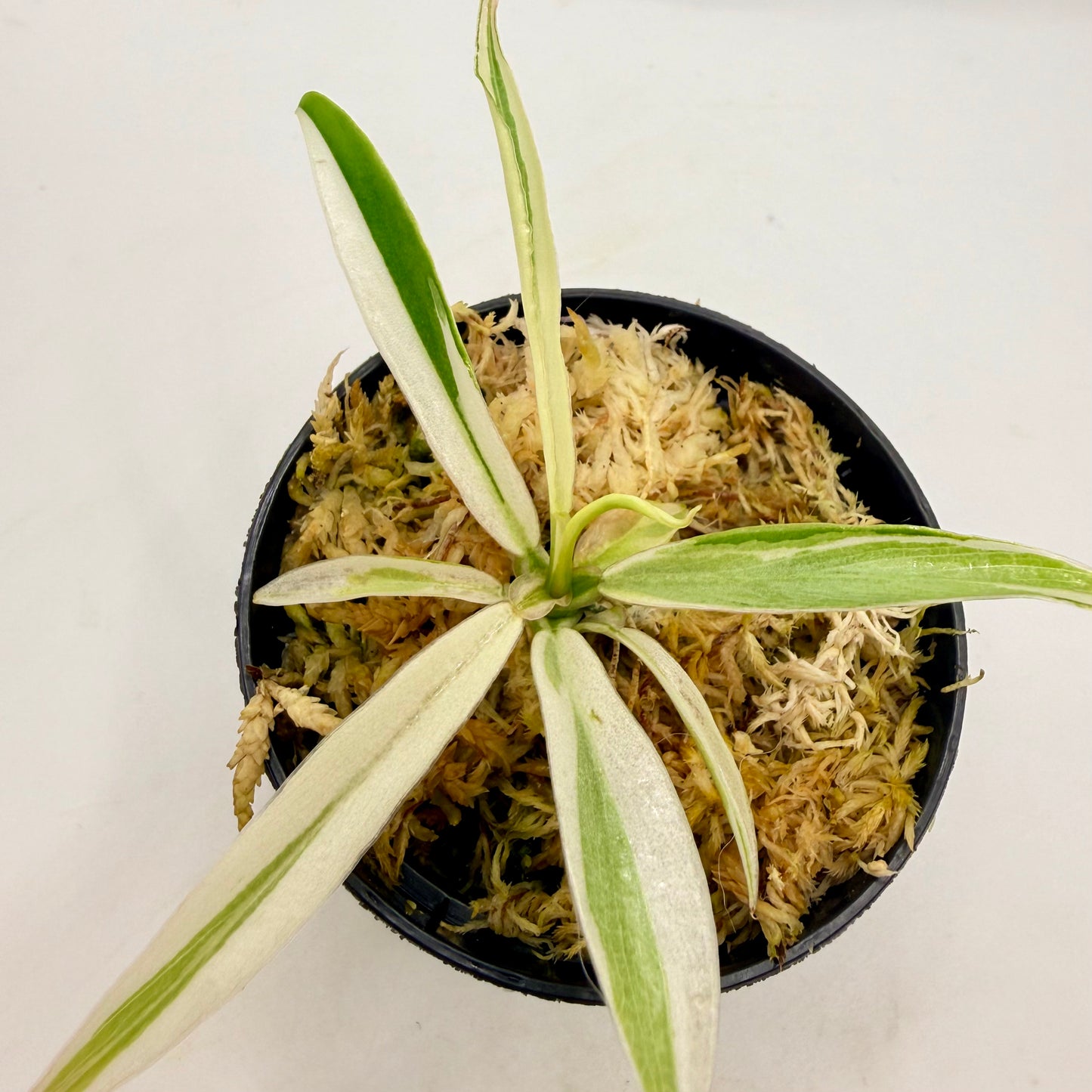 Philodendron Tortum Albo Variegated