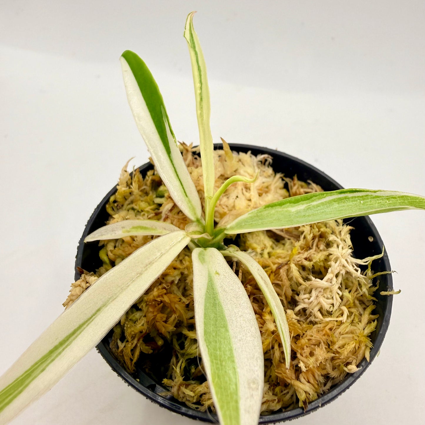 Philodendron Tortum Albo Variegated