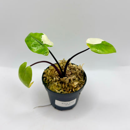 Alocasia Black Stem Albo Variegata