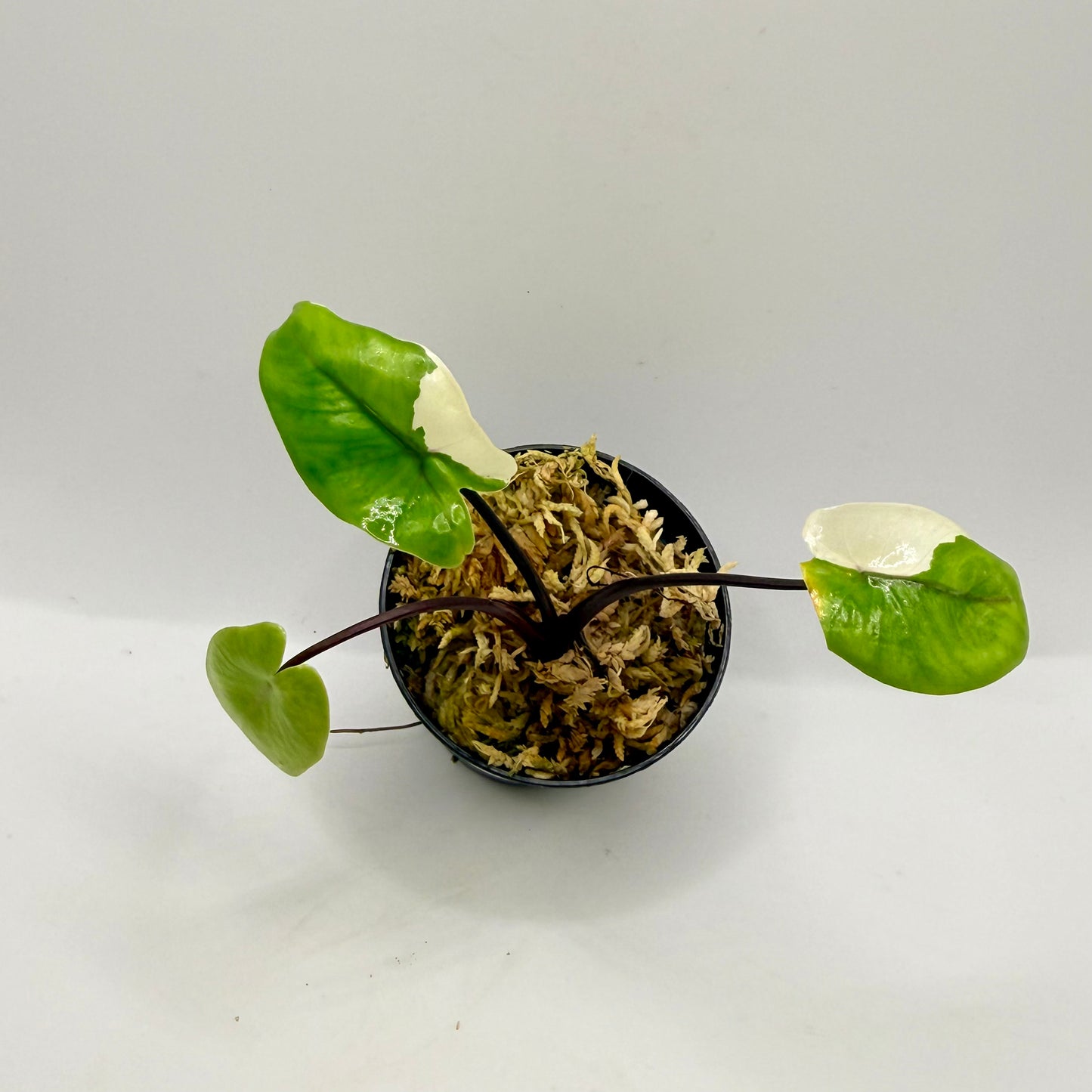 Alocasia Black Stem Albo Variegata
