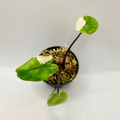 Alocasia Black Stem Albo Variegata