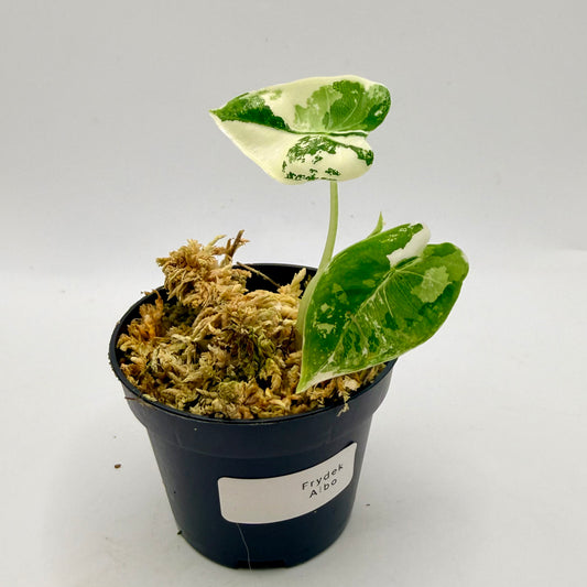 Alocasia Frydek Variegata