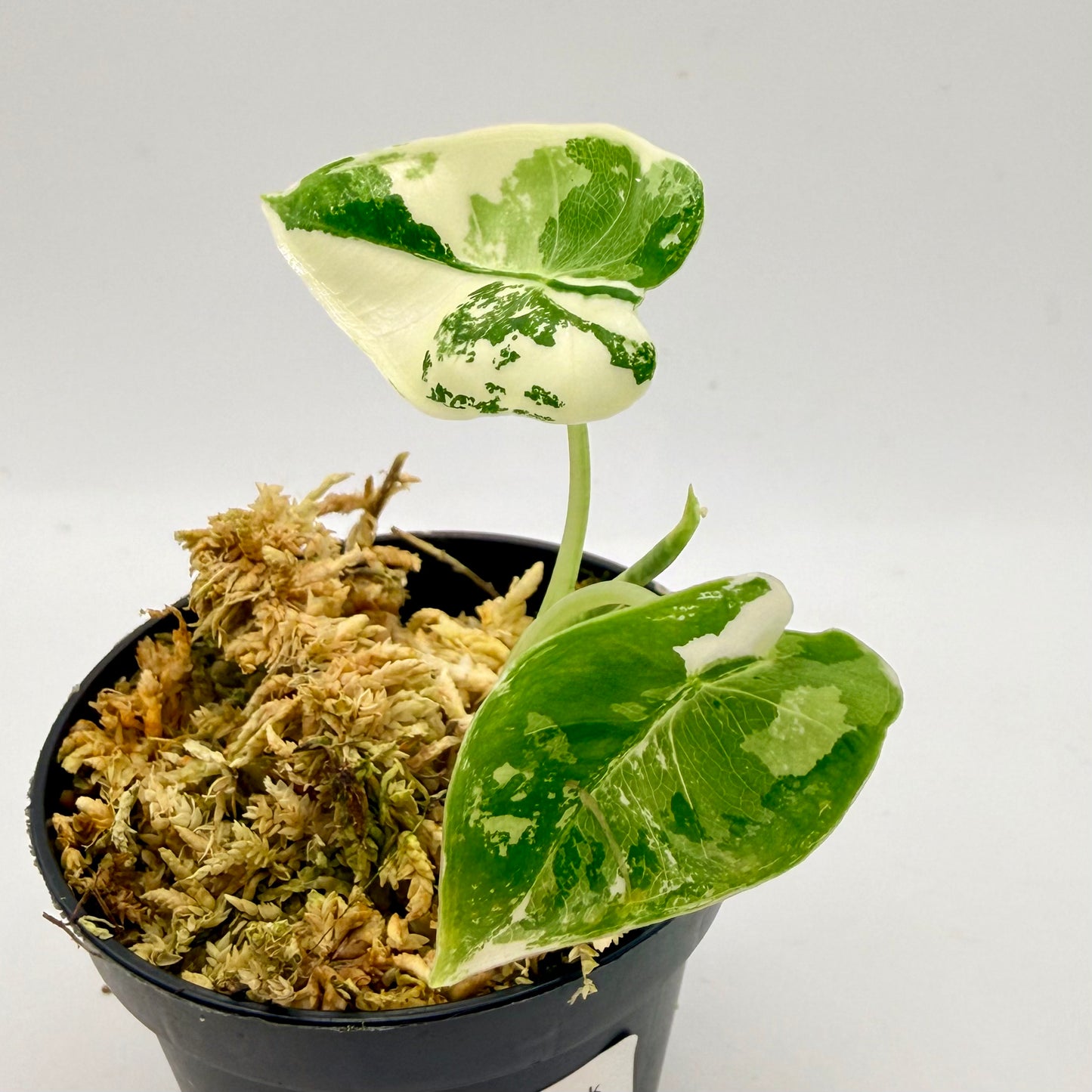 Alocasia Frydek Variegata
