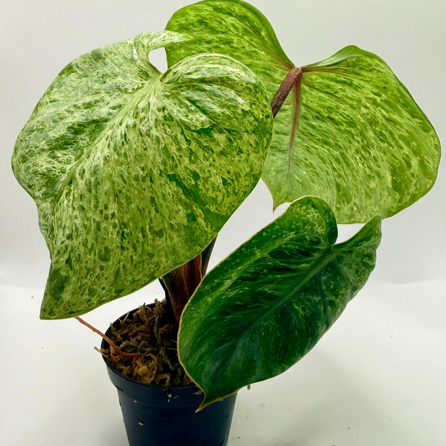 Philodendron Sodiroi Variegated