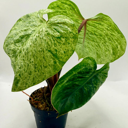 Philodendron Sodiroi Variegated