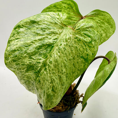 Philodendron Sodiroi Variegated