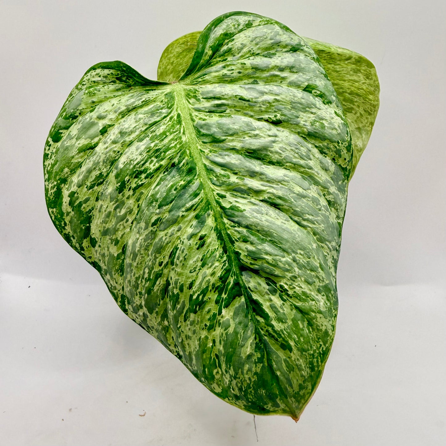 Philodendron Sodiroi Variegated