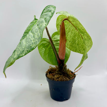 Philodendron Sodiroi Variegated