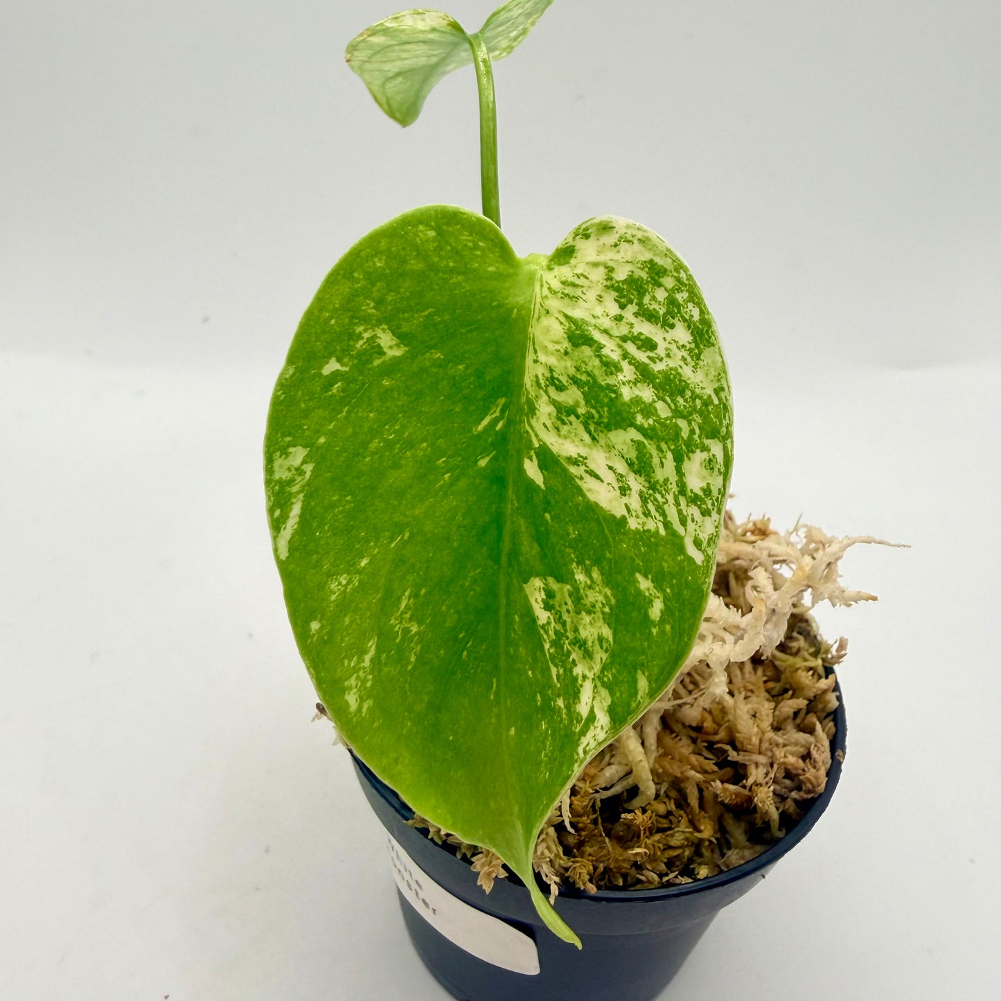 Monstera White Monster