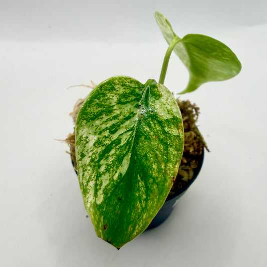 Monstera White Monster