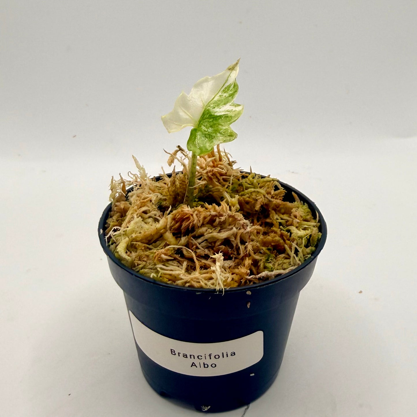 Alocasia Brancifolia Albo Variegata