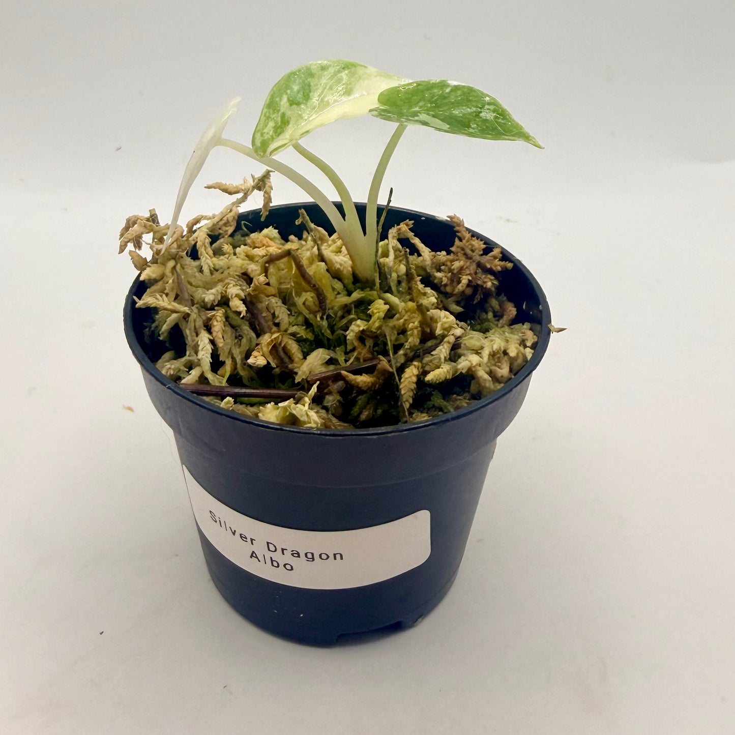 Alocasia Silver Dragon Albo Variegata