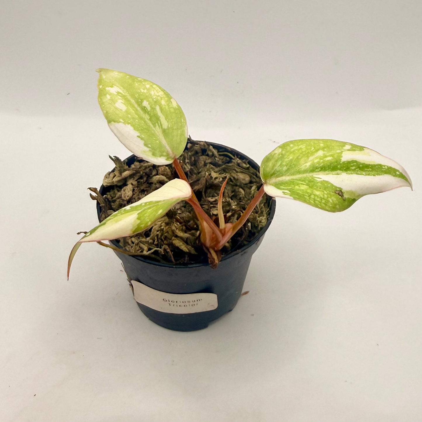 Philodendron Gloriosum Tricolor/Galaxy Variegated