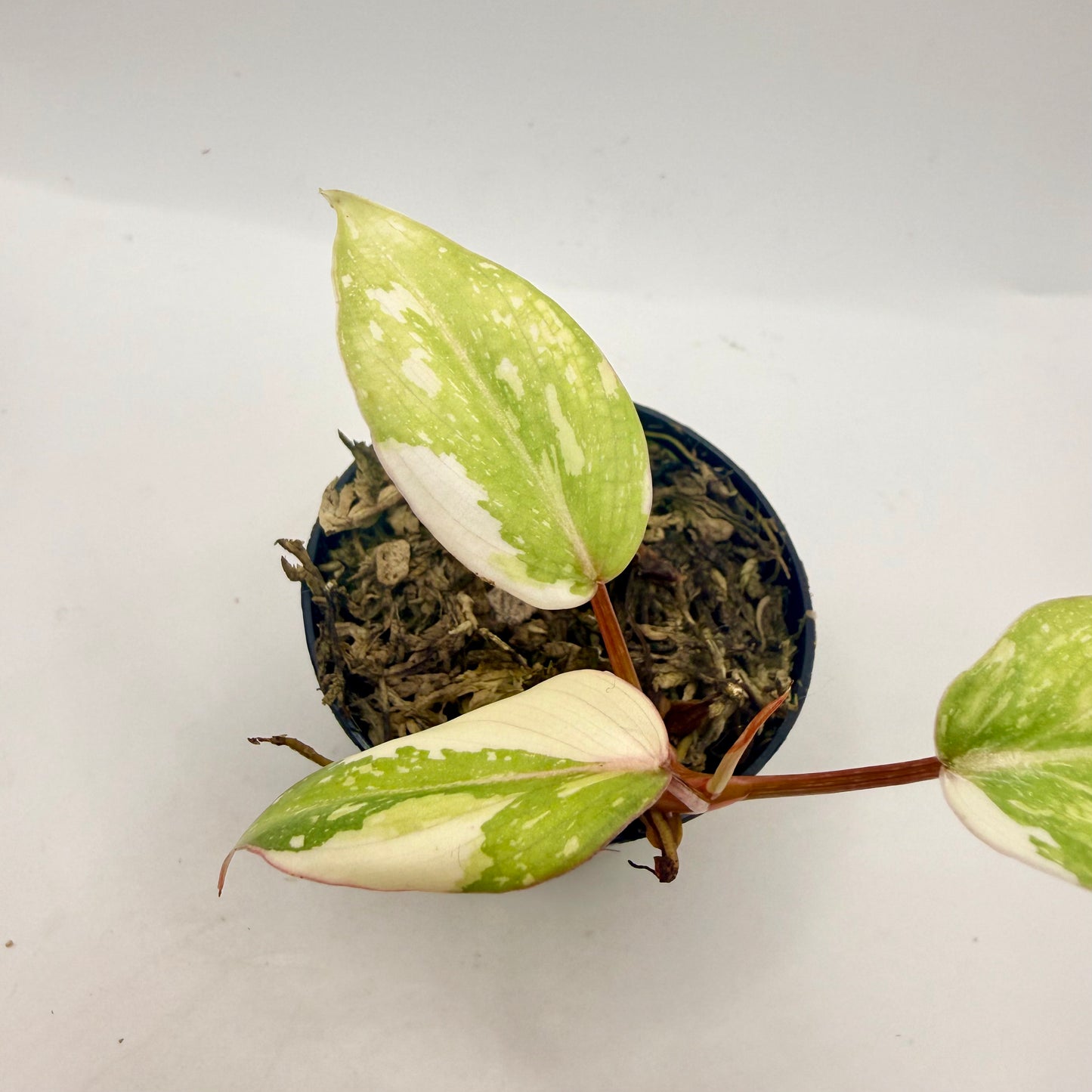 Philodendron Gloriosum Tricolor/Galaxy Variegated – Luna's Plants