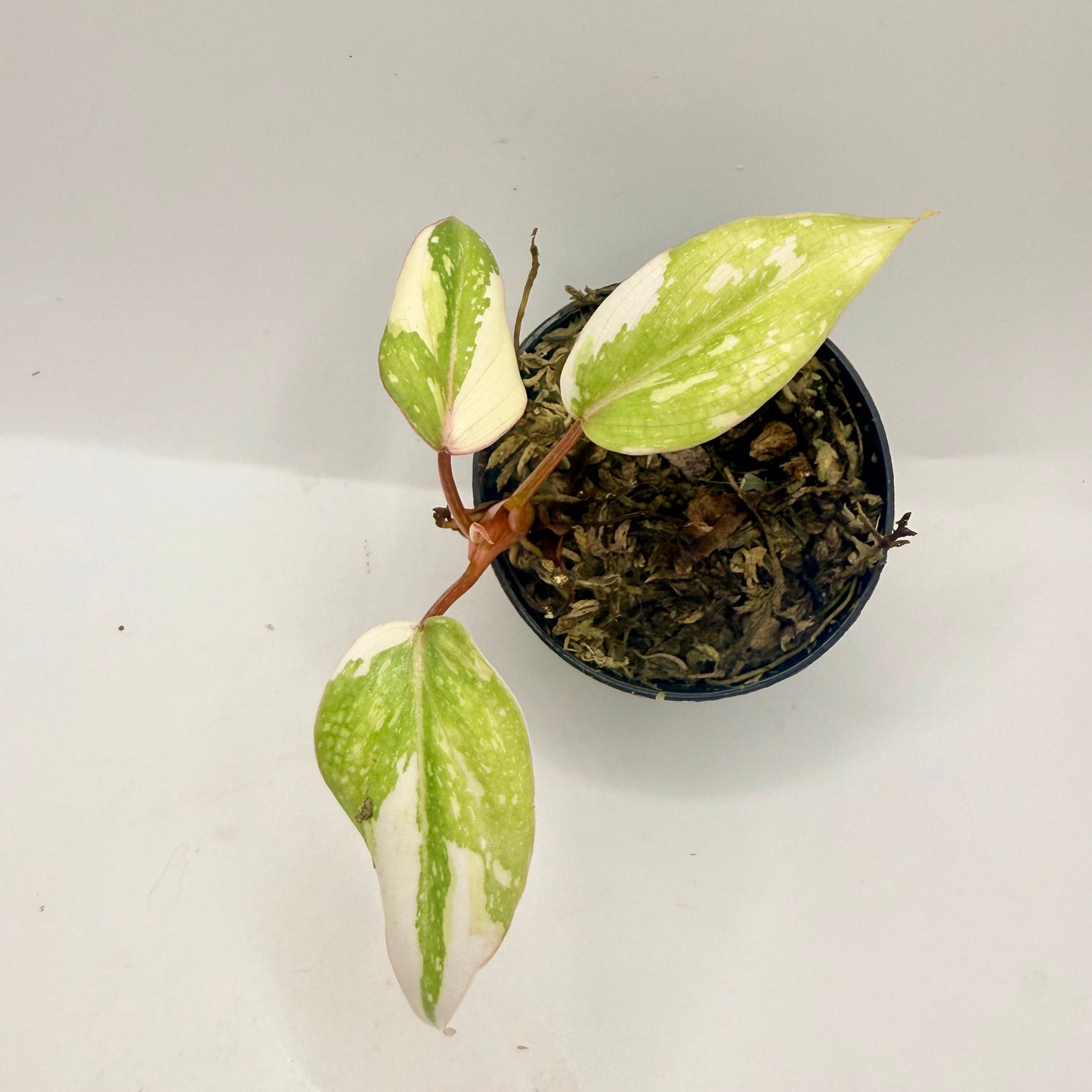 Philodendron Gloriosum Tricolor/Galaxy Variegated