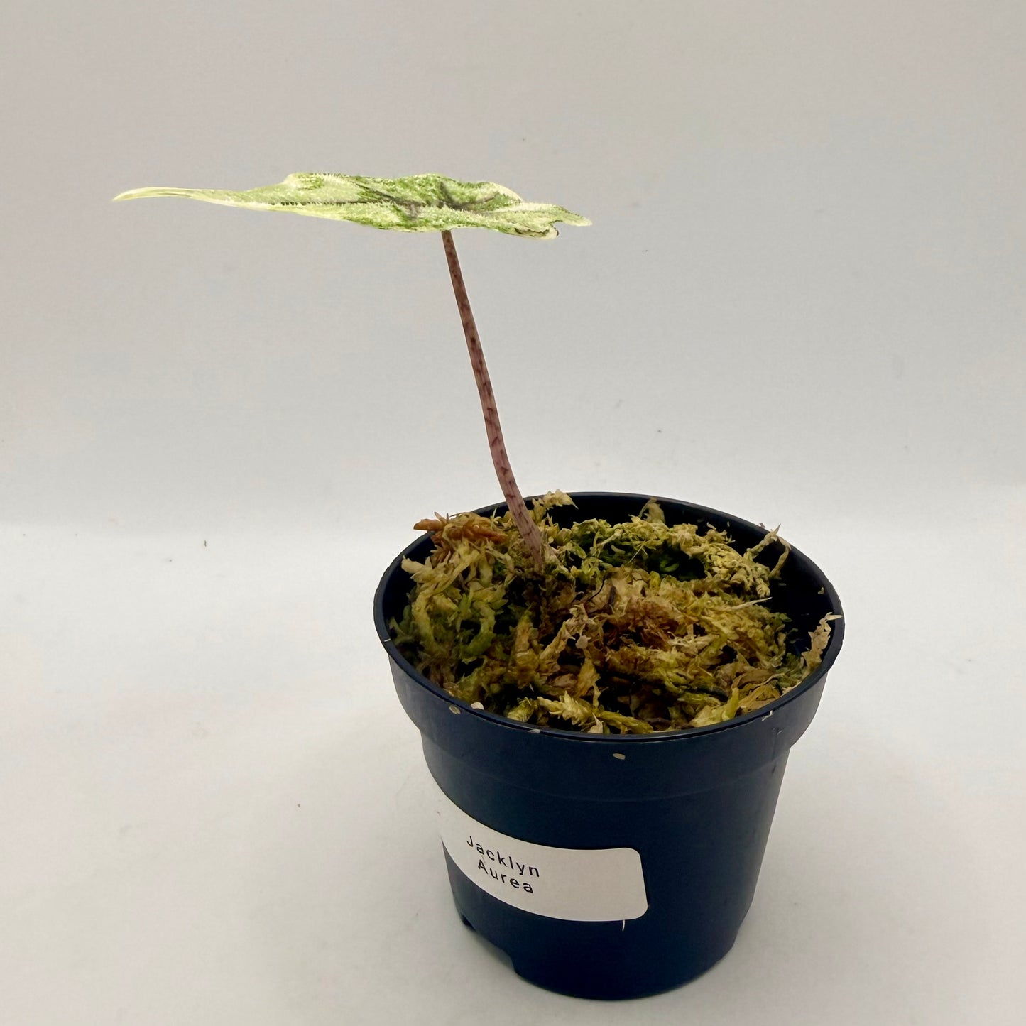 Alocasia Jacklyn Aurea Variegata