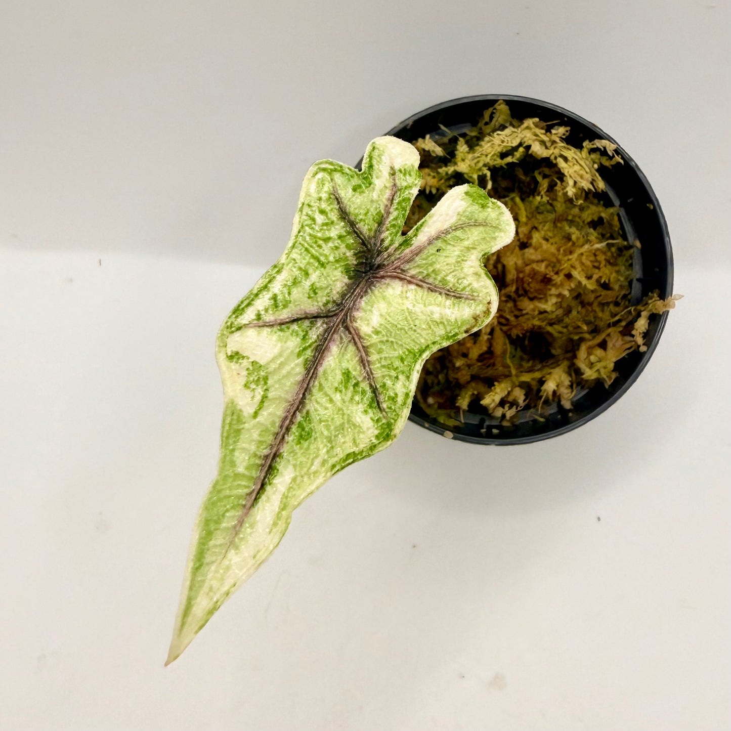 Alocasia Jacklyn Aurea Variegata