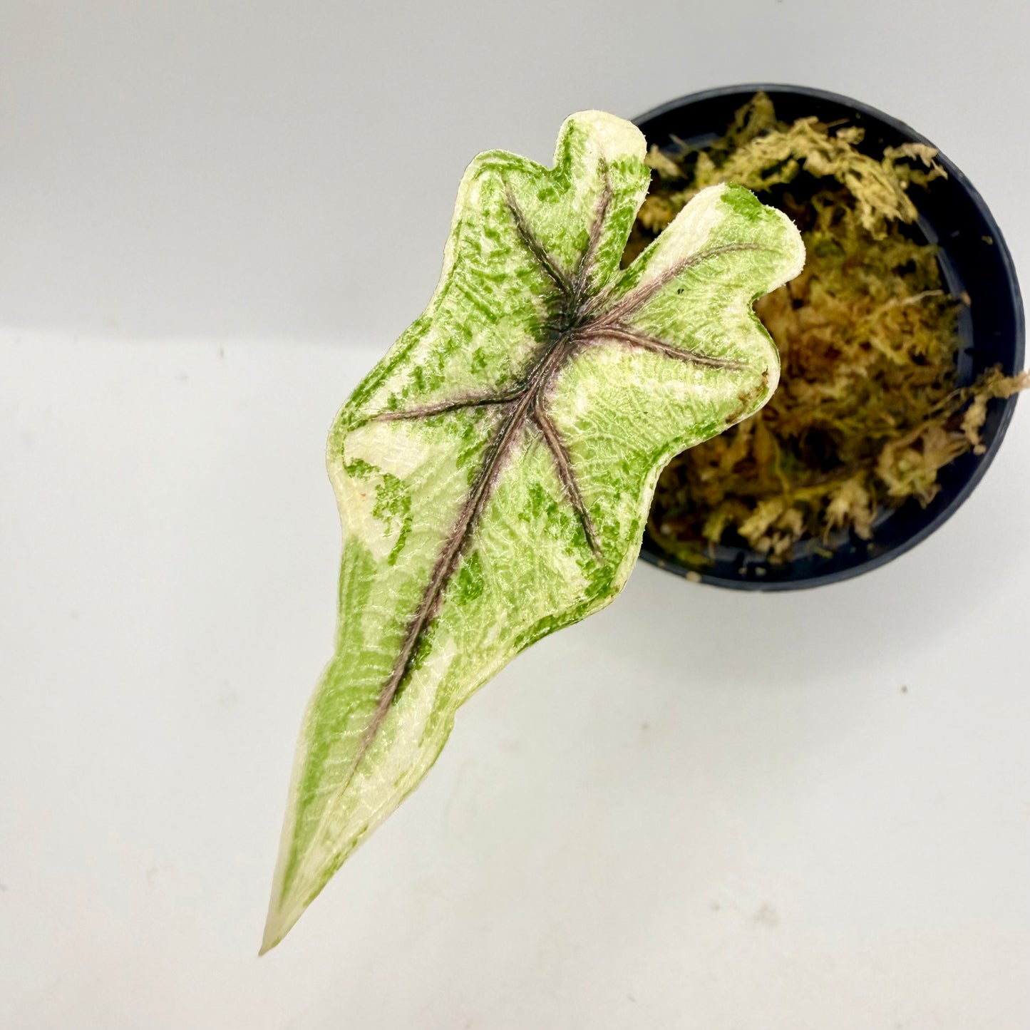 Alocasia Jacklyn Aurea Variegata