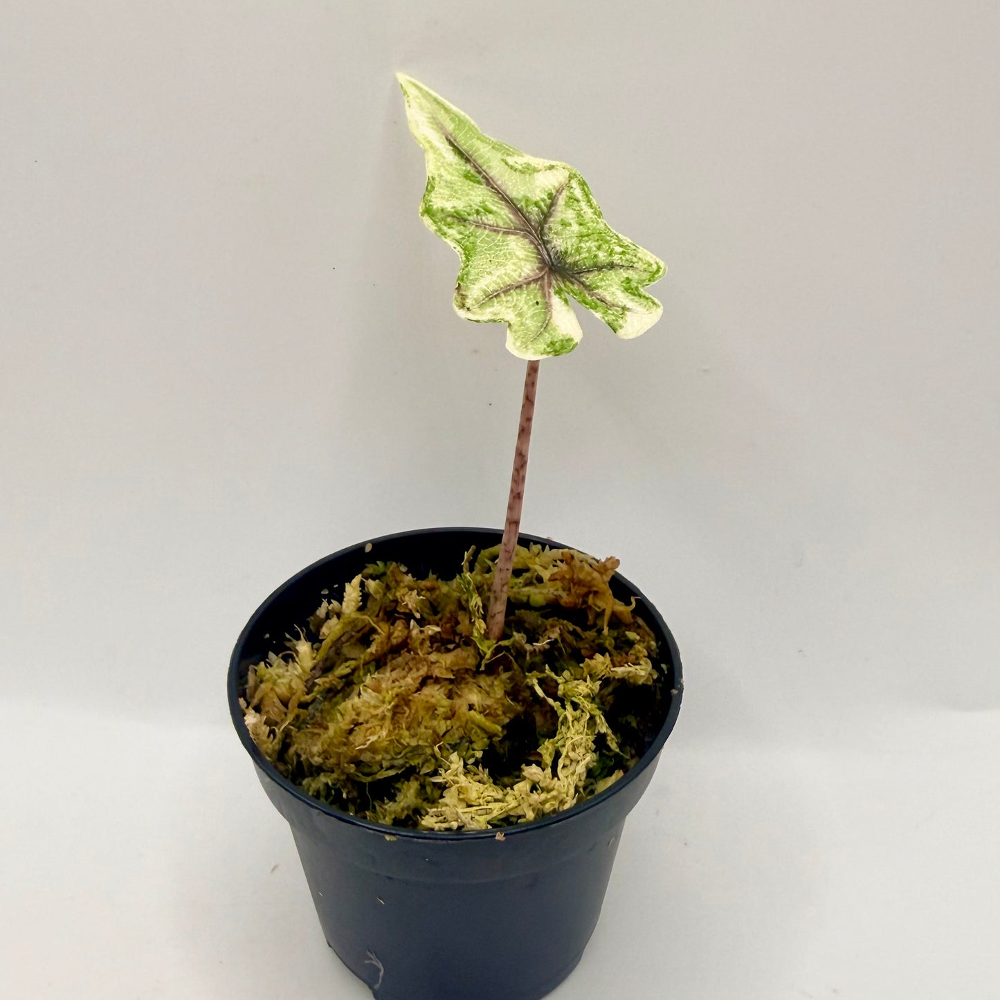 Alocasia Jacklyn Aurea Variegata