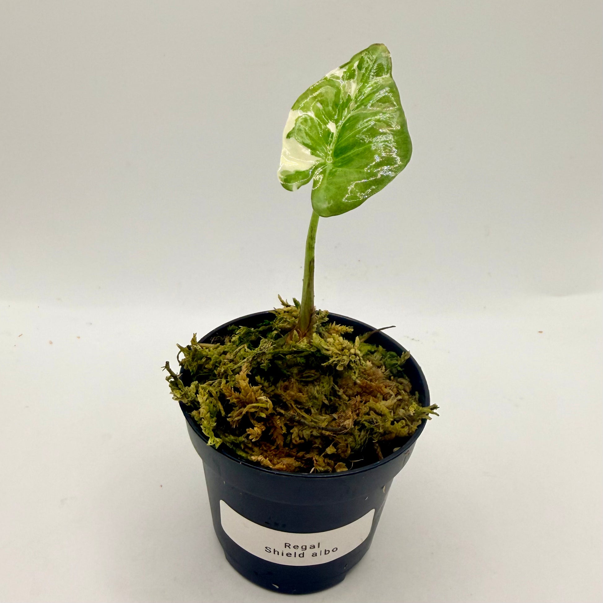 Alocasia Regal Shield Albo Variegata – Luna's Plants
