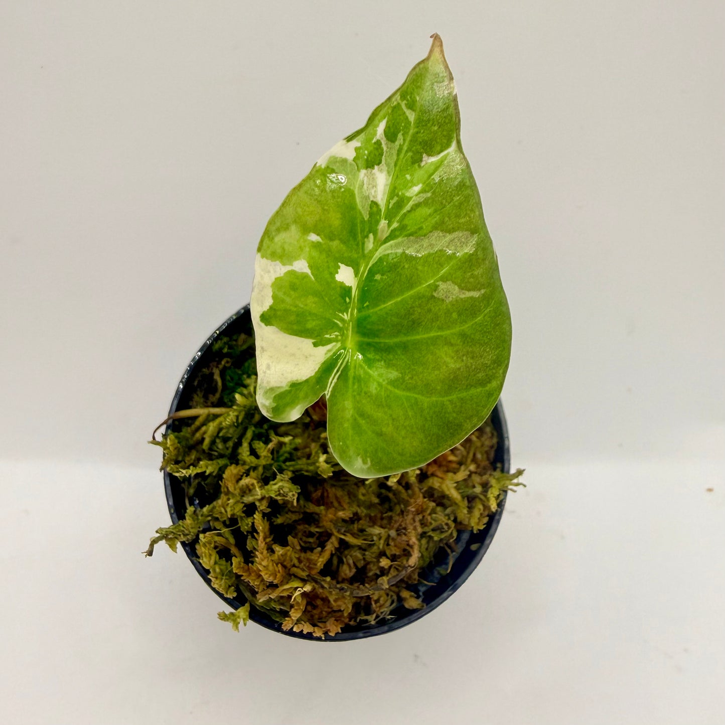 Alocasia Regal Shield Albo Variegata – Luna's Plants