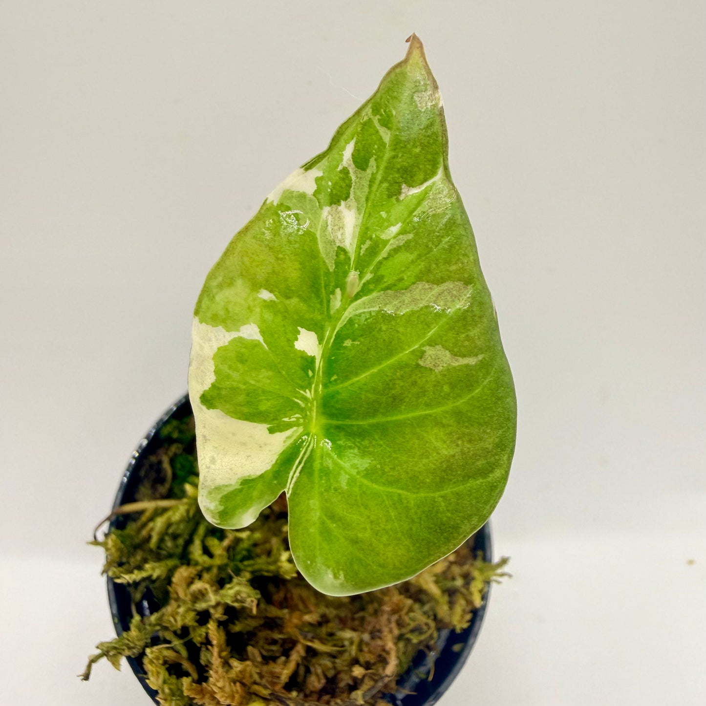 Alocasia Regal Shield Albo Variegata