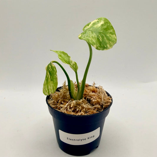 Monstera Electrolight King Tricolor