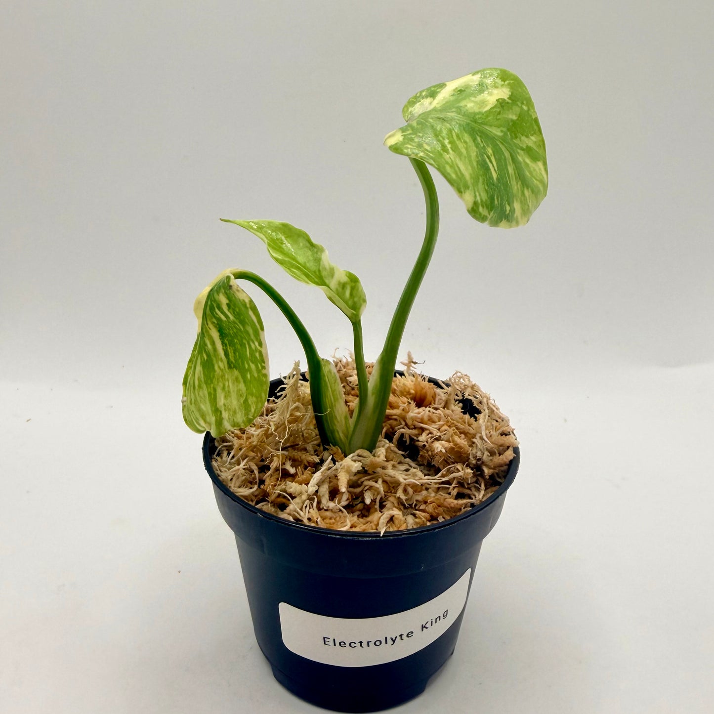 Monstera Electrolight King Tricolor