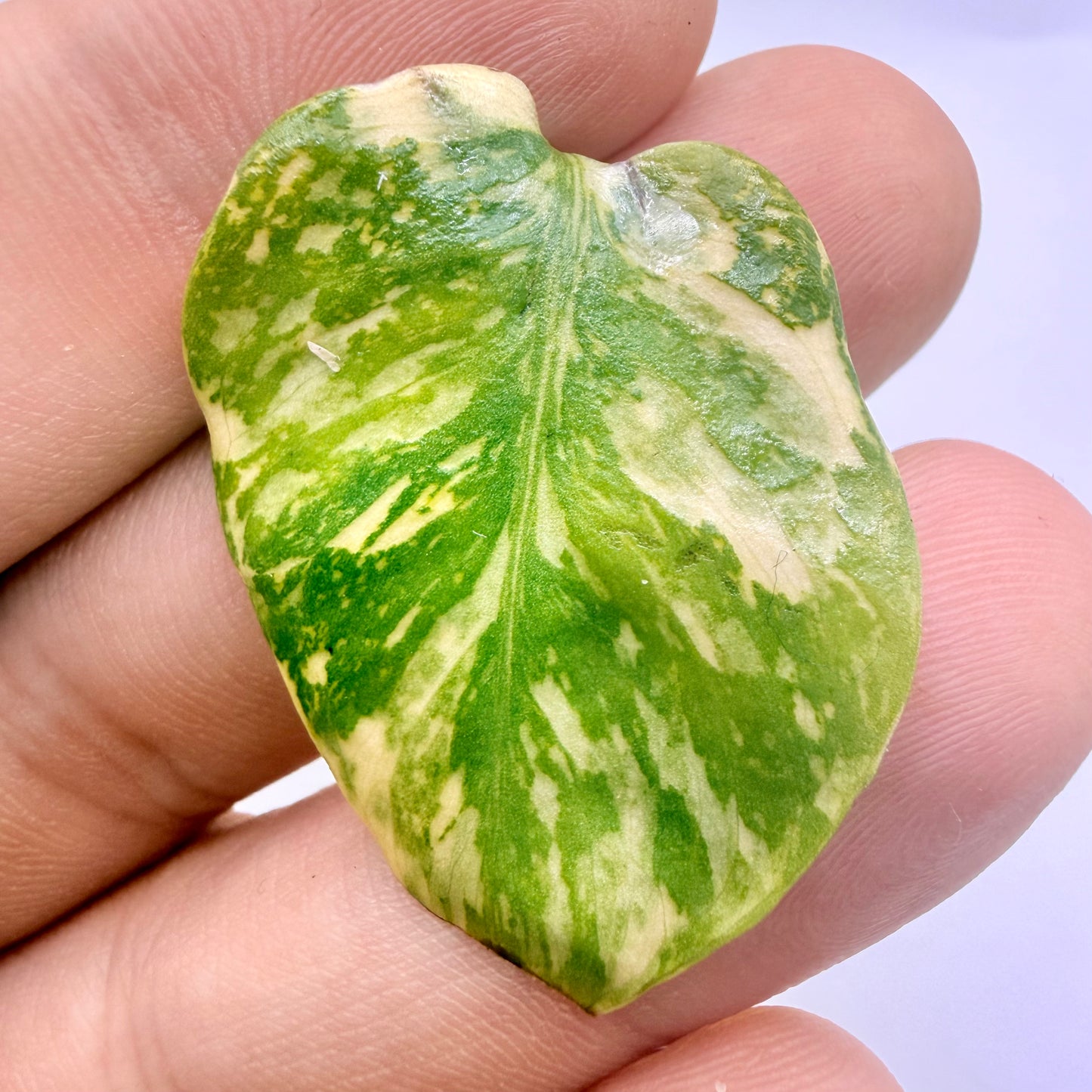 Monstera Electrolight King Tricolor