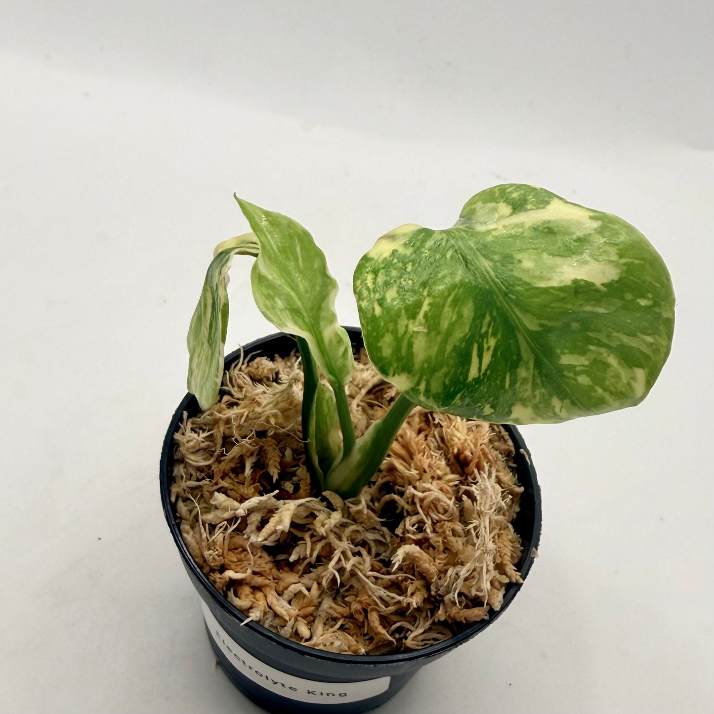 Monstera Electrolight King Tricolor