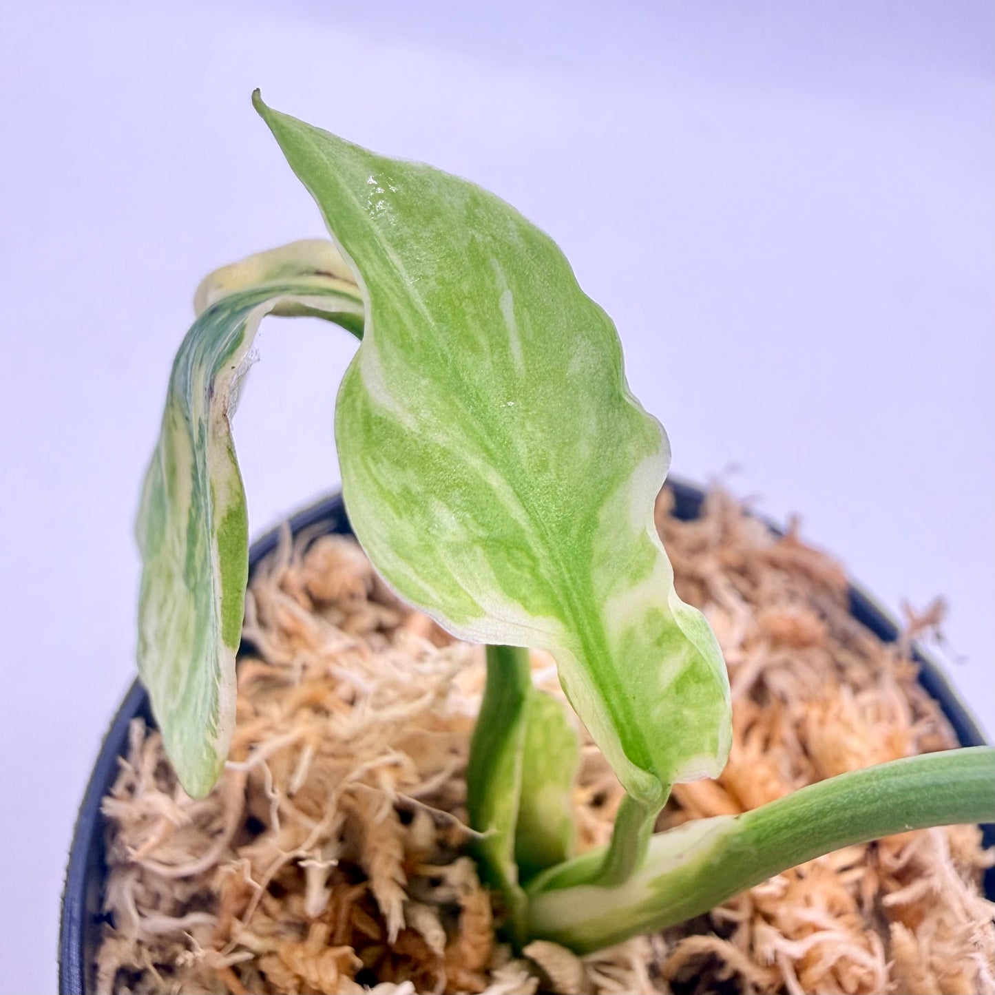 Monstera Electrolight King Tricolor