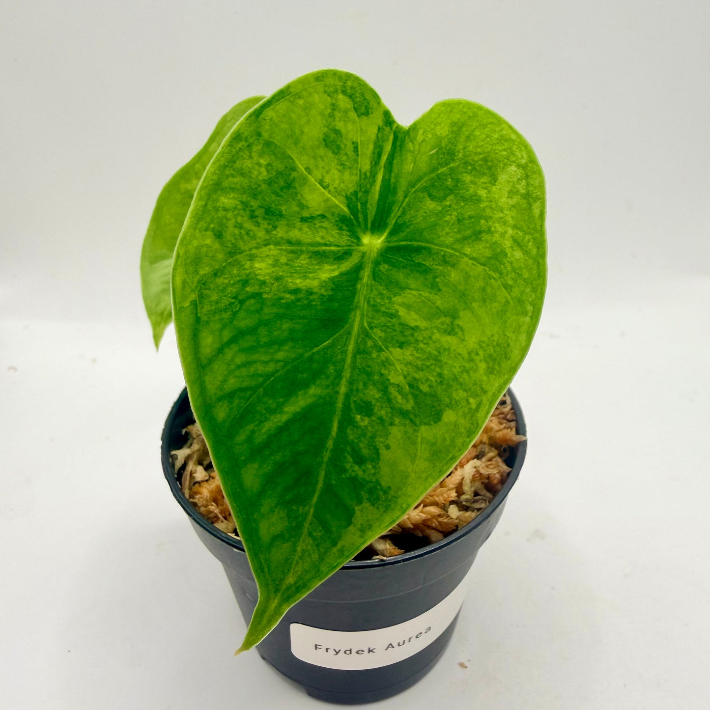 Alocasia Frydek Aurea GoG