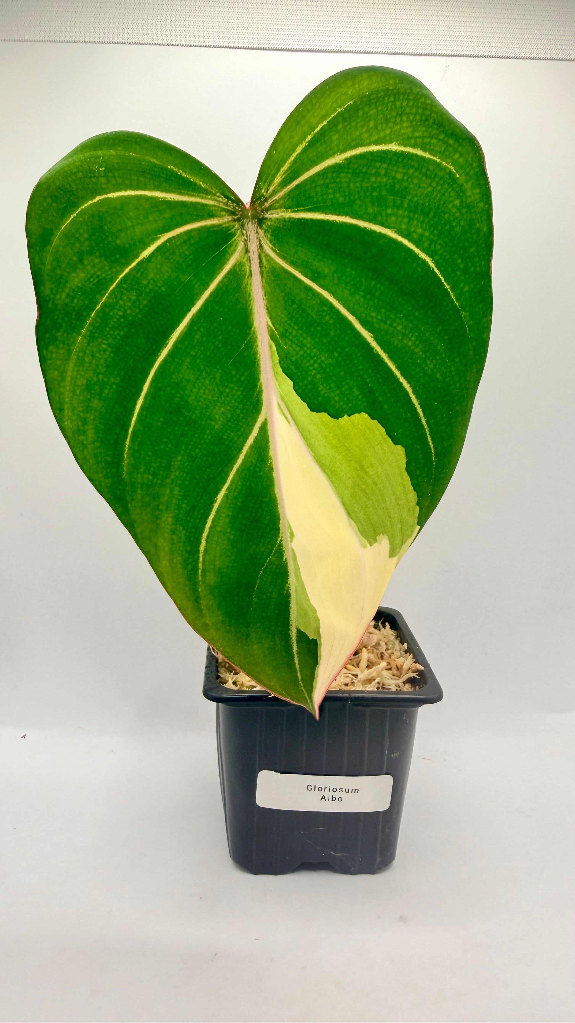 philodendron gloriosum europe Philodendron Gloriosum Albo Variegated – Luna's Plants