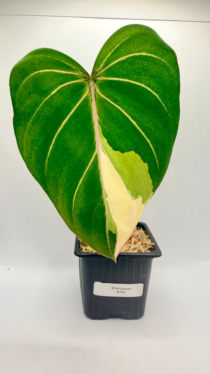 Philodendron Gloriosum Albo Variegated