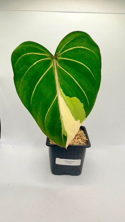 Philodendron Gloriosum Albo Variegated