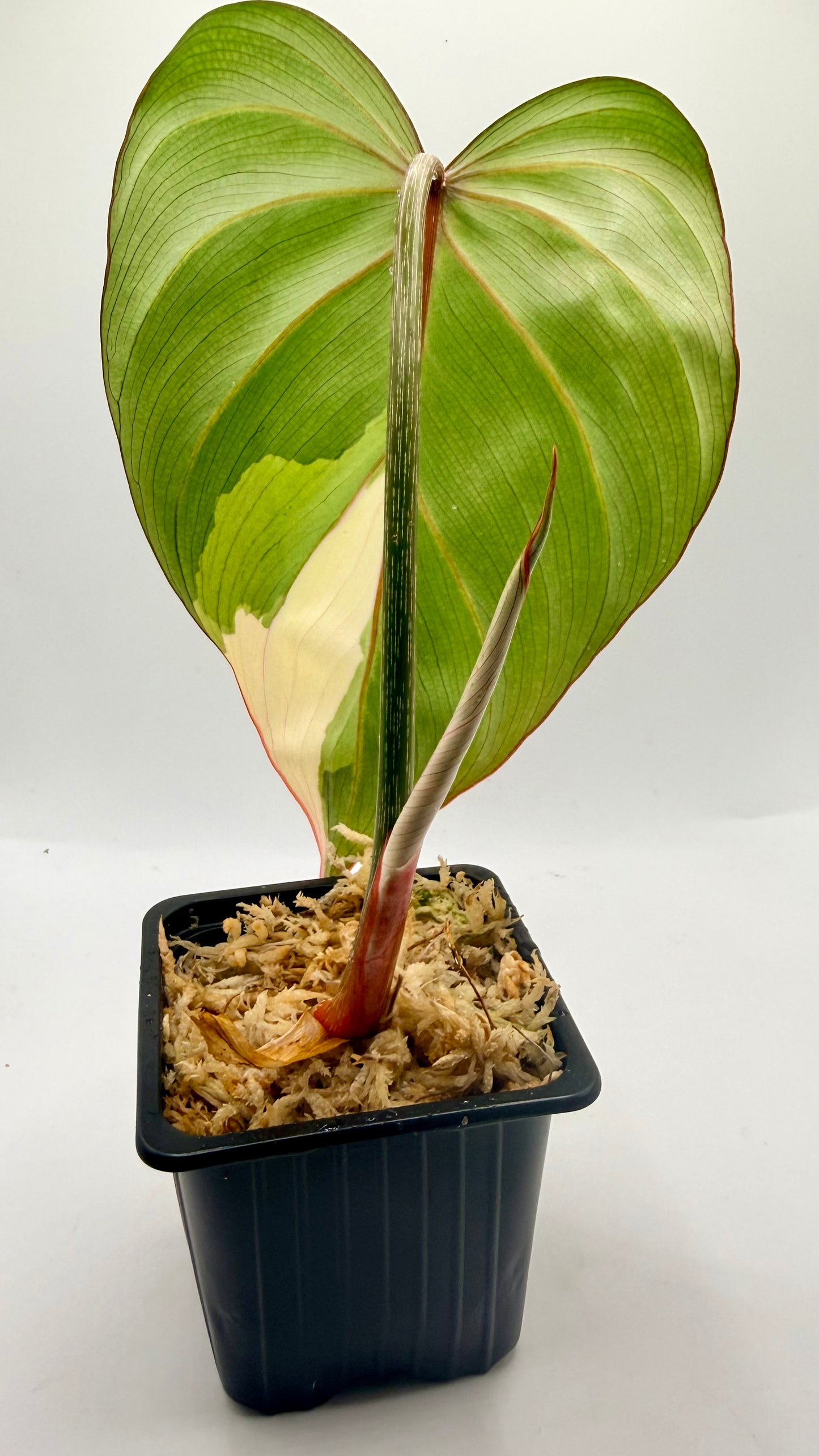 Philodendron Gloriosum Albo Variegated