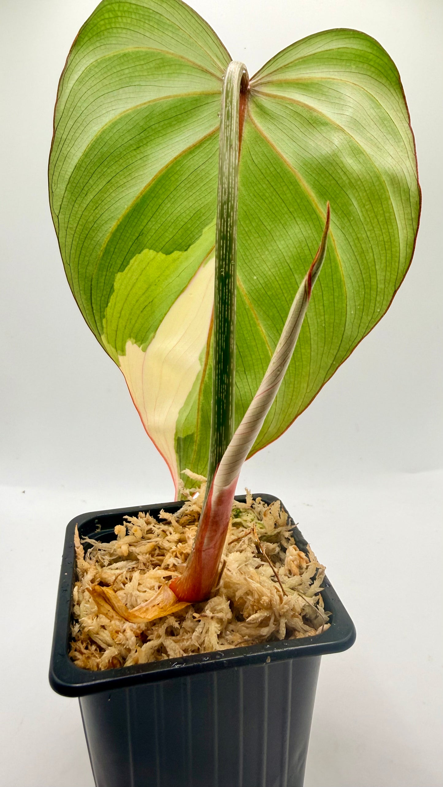 Philodendron Gloriosum Albo Variegated