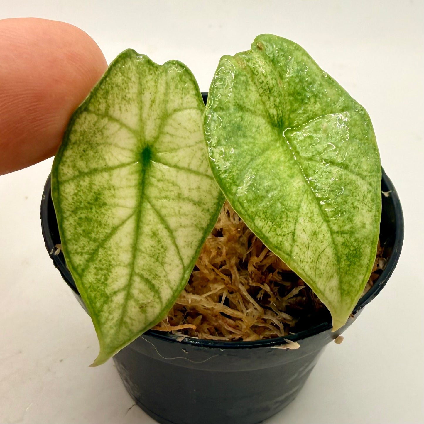 Alocasia Platinum Mint Variegata