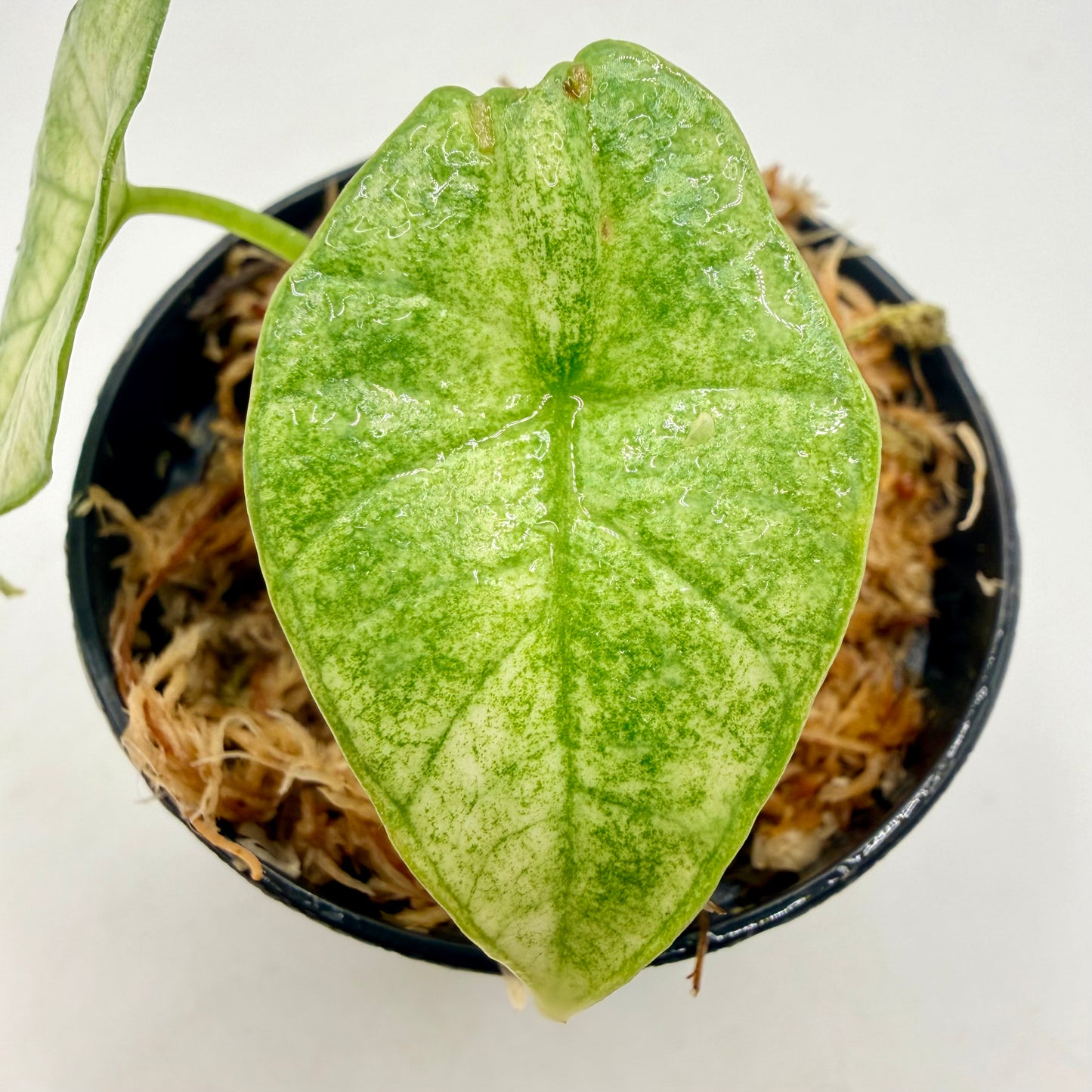 Alocasia Platinum Mint Variegata