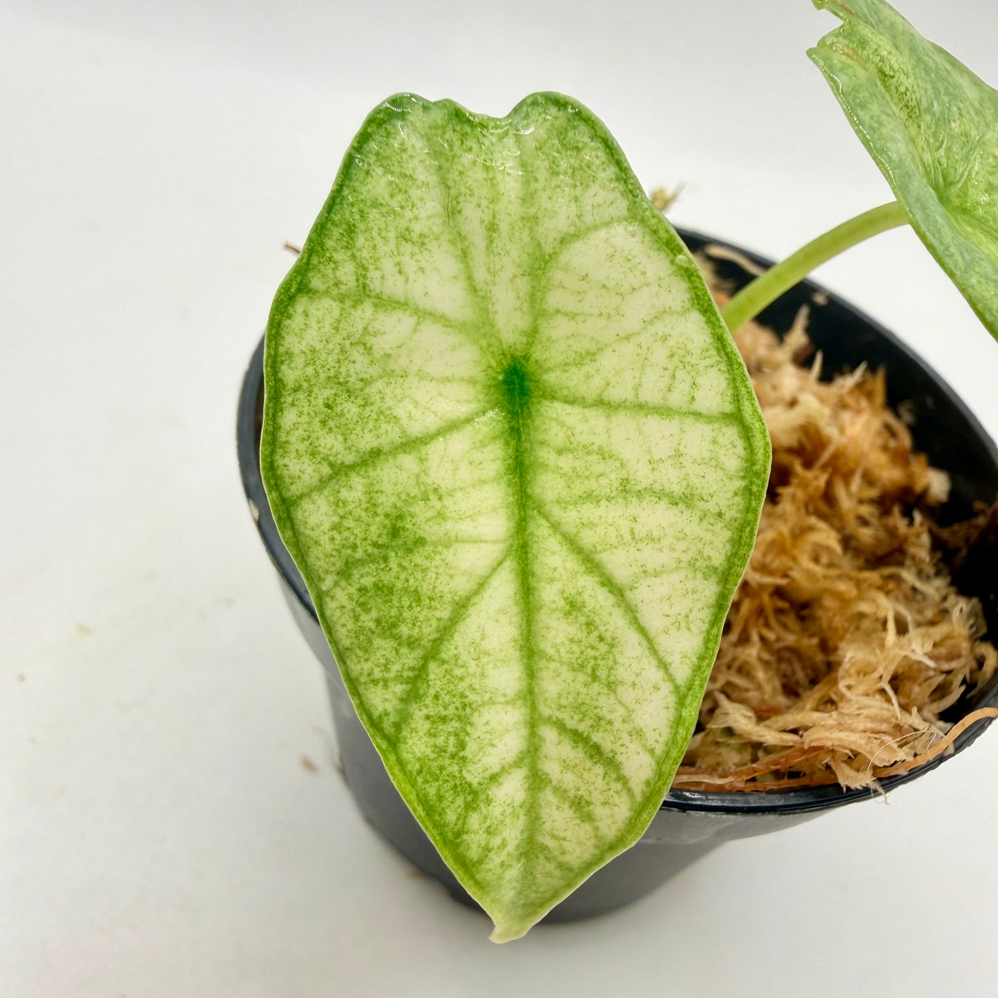Alocasia Platinum Mint Variegata