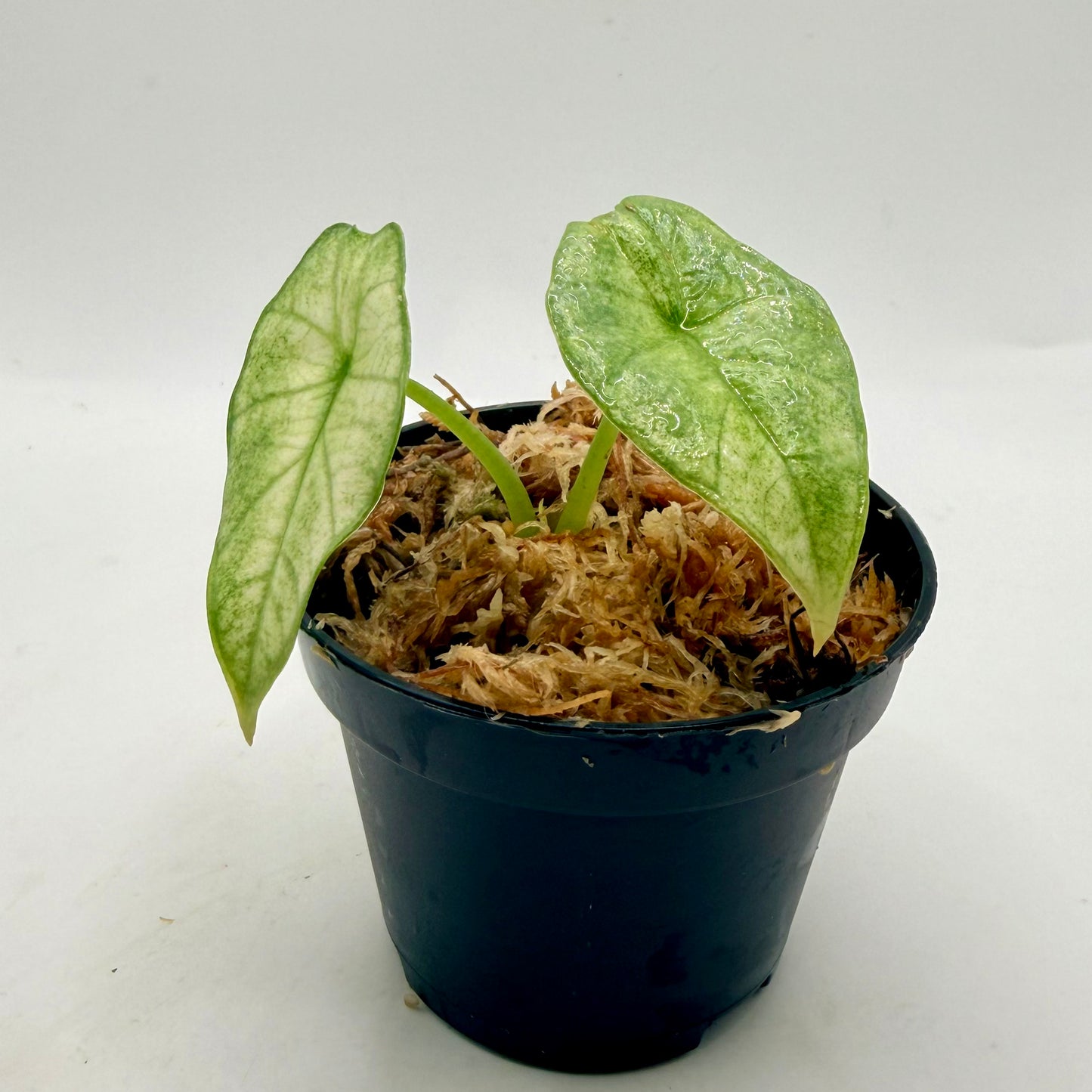 Alocasia Platinum Mint Variegata