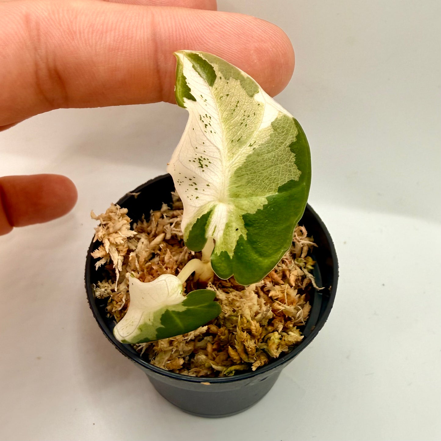 Alocasia Black Velvet Lava Variegata