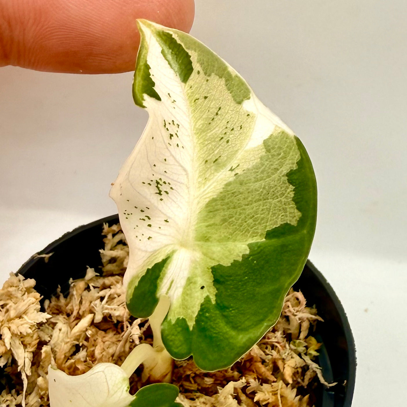 Alocasia Black Velvet Lava Variegata