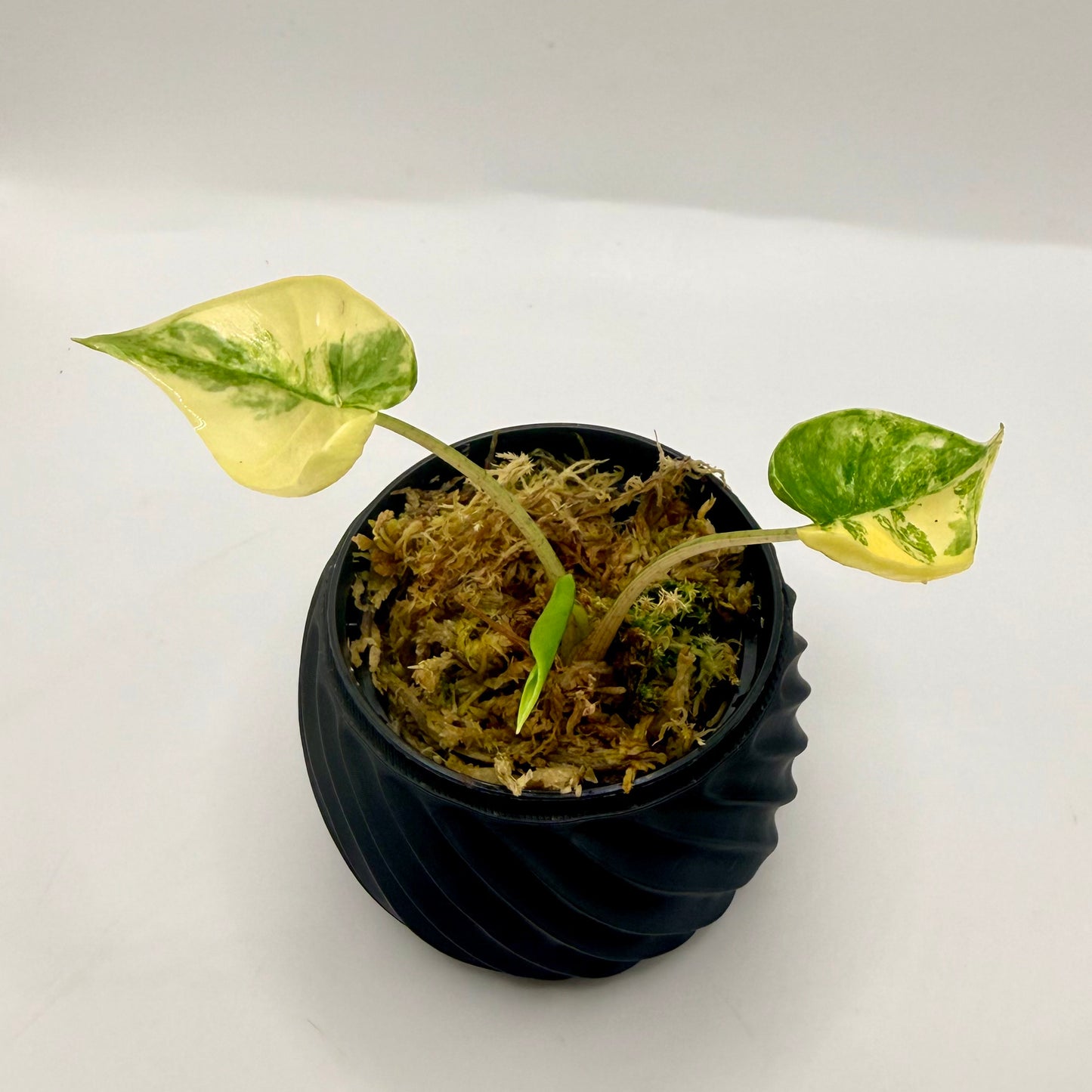 Alocasia Macrorrhizos Shock Treatment Variegated