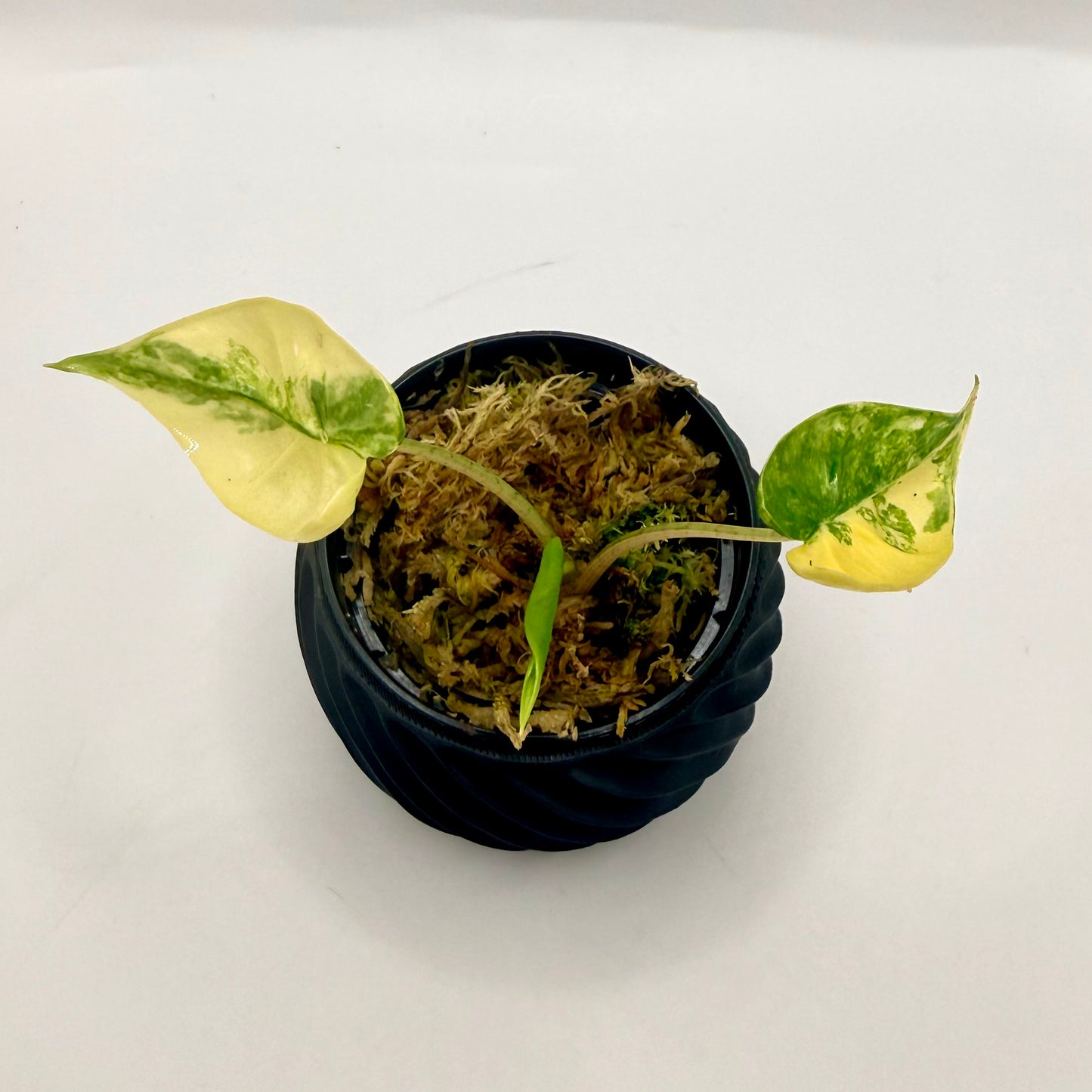 Alocasia Macrorrhizos Shock Treatment Variegated