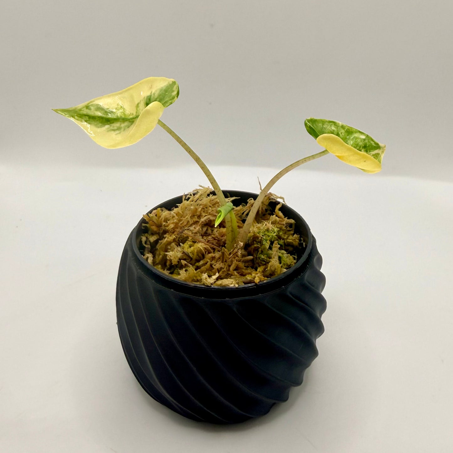 Alocasia Macrorrhizos Shock Treatment Variegated