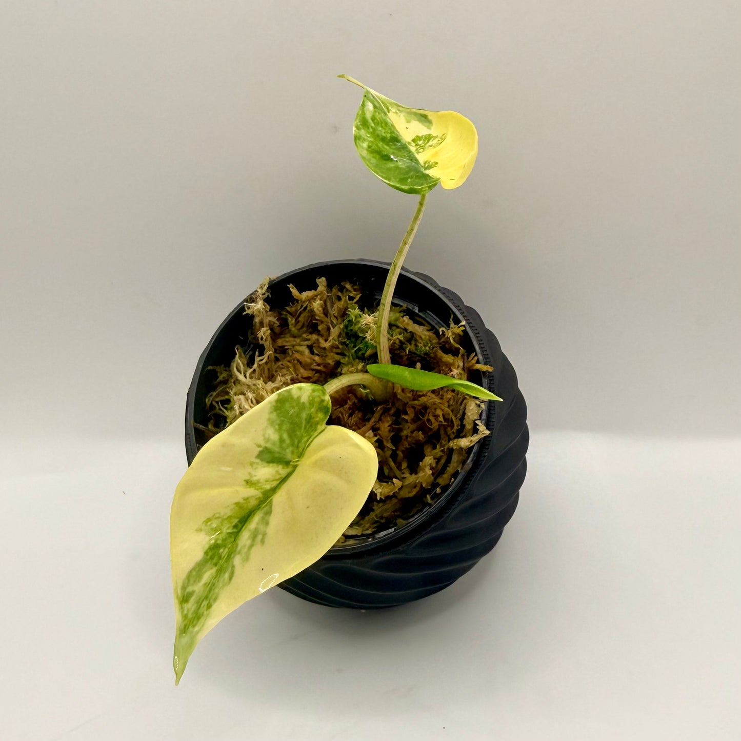 Alocasia Macrorrhizos Shock Treatment Variegated