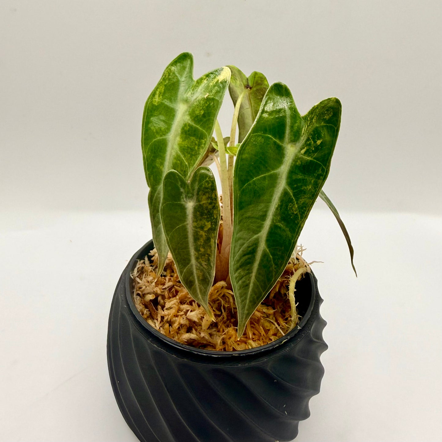 Alocasia Bambino Aurea Variegata