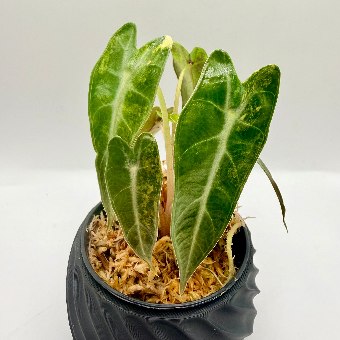 Alocasia Bambino Aurea Variegata