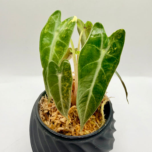 Alocasia Bambino Aurea Variegata